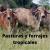 Pasturas y forrajes tropicales