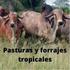 Pasturas y forrajes tropicales