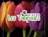 Vivero Los Tulipanes