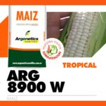 Maiz blanco tropical, híbrido ARG 8900 W