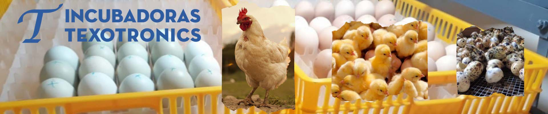 Incubadoras Automáticas para huevo pollo