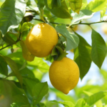 Plantas de limón Eureka