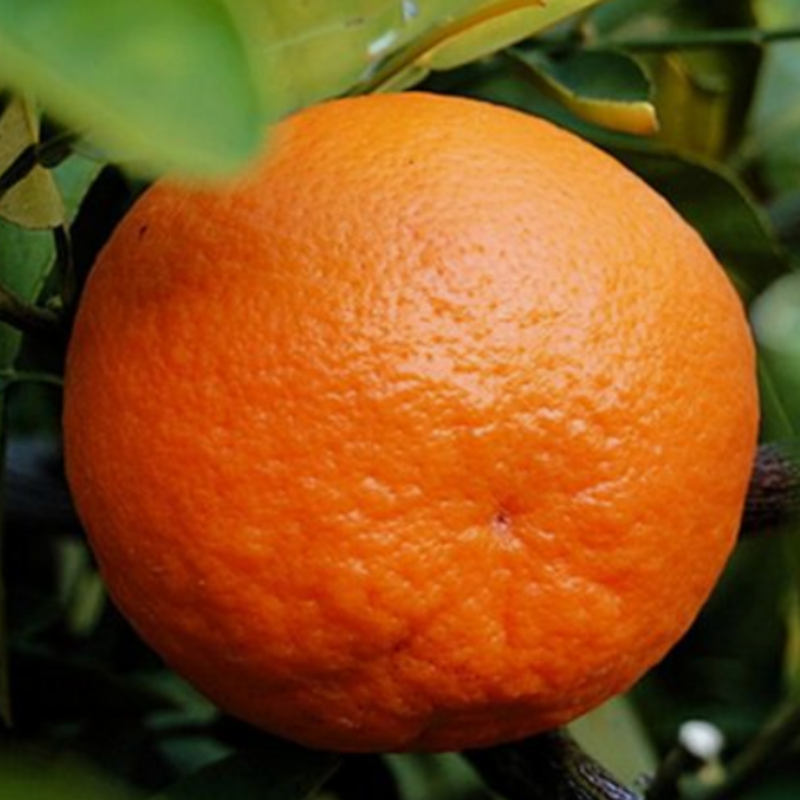 Fruto de Mandarina Dancy