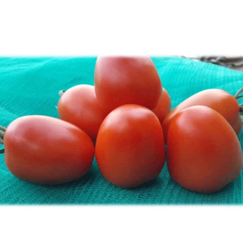 Semilla de tomate santorini