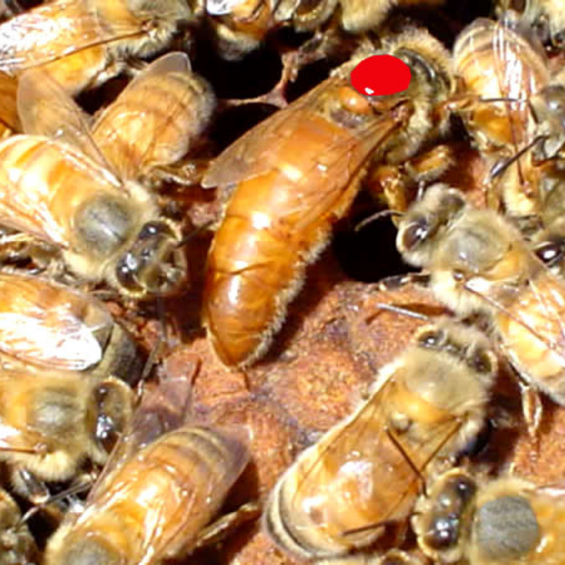 Reina y núcleo de abejas. Cortesía de: Hierbamiel Peru.
