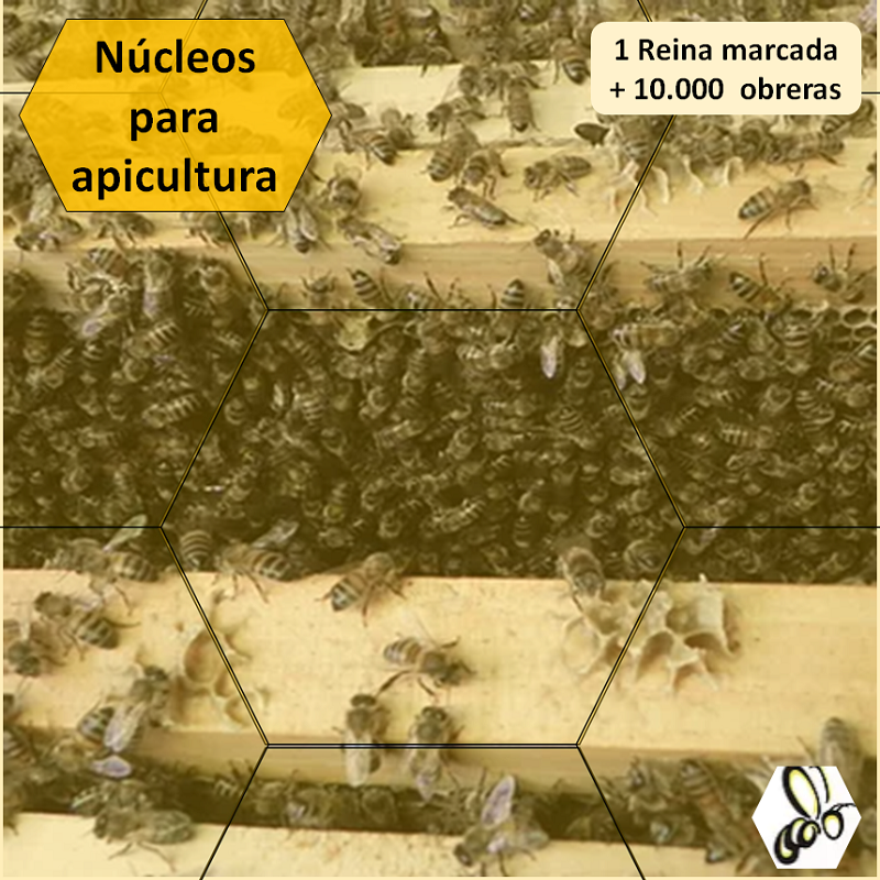 Núcleos de apicultura
