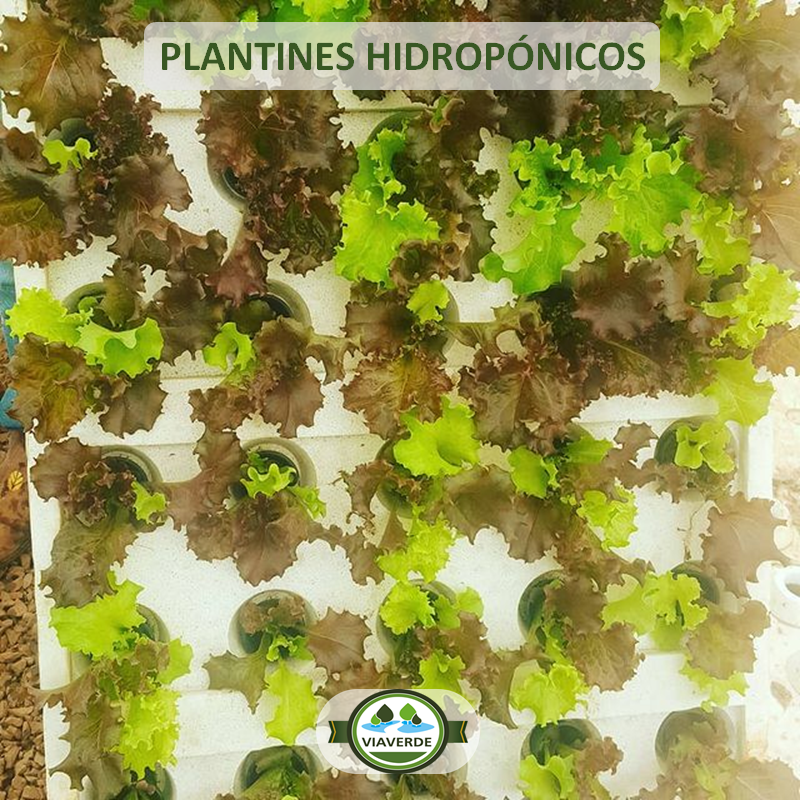 Plantines Hidropónicos