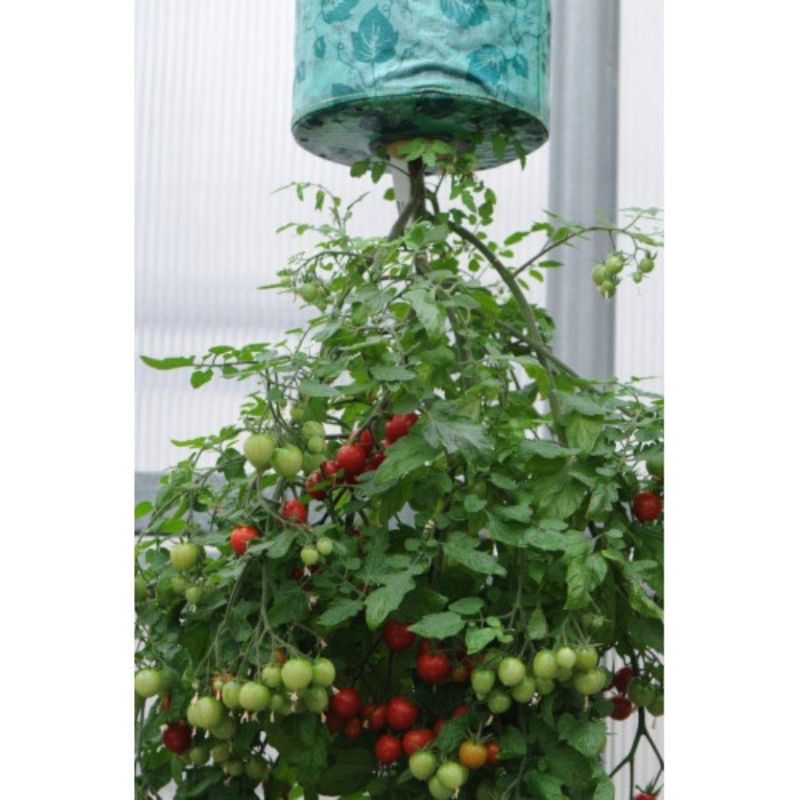 plantulas de tomate