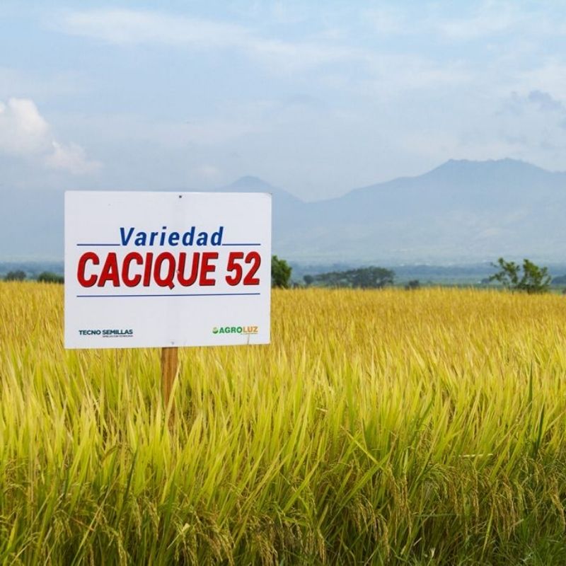 Semilla de arroz variedad Cacique 52 CL. Cortesía de: Agroluz.