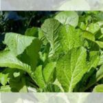 Villa Plants agroshow listo p1 plantulas de mostaza