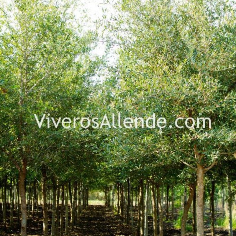 Allende viveros y pastos agroshow LISTO p1 plantas encino