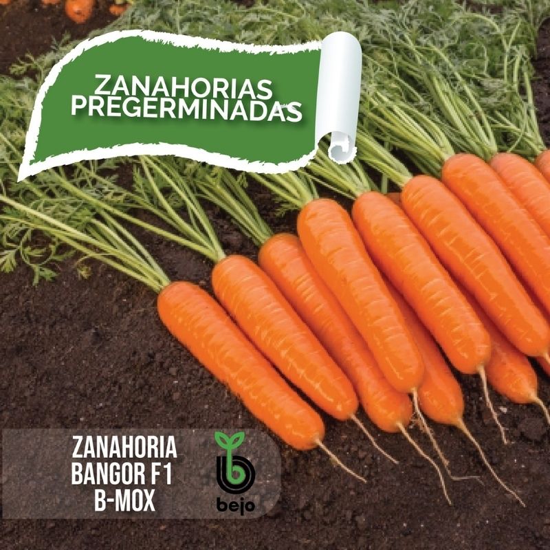 Semillas de Zanahoria Pregerminadas