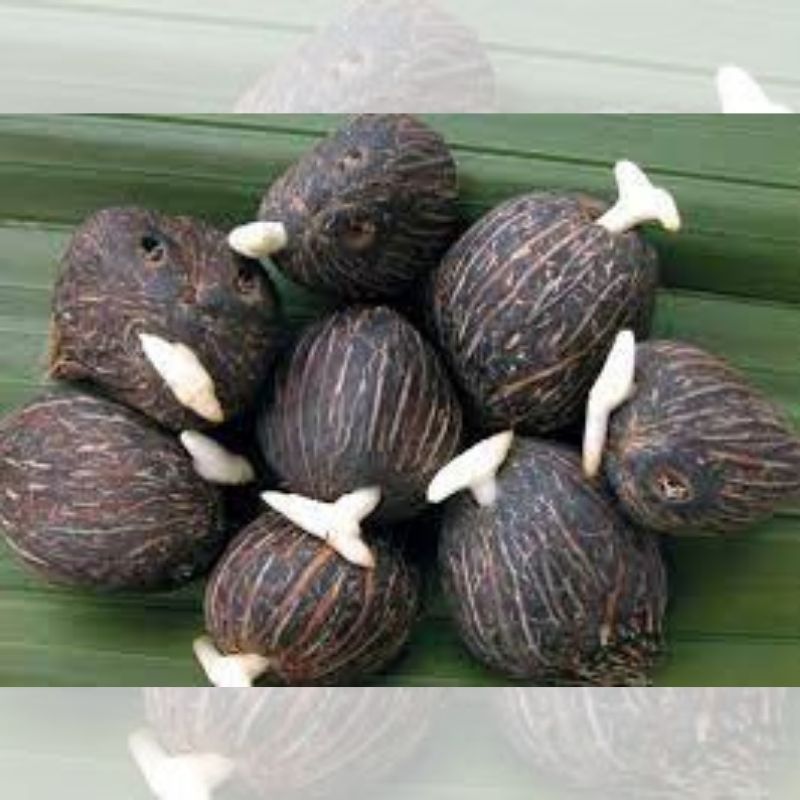 Palmelit agroshow listo p1 semillas de palma aceitera