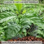Plantas de café caturro amarillo