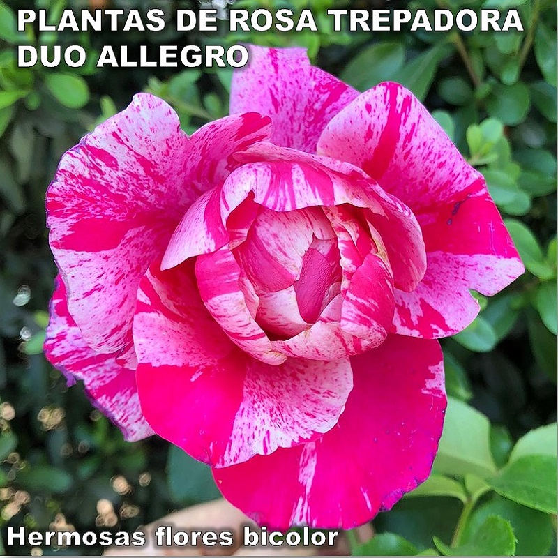 Plantas de rosa trepadora