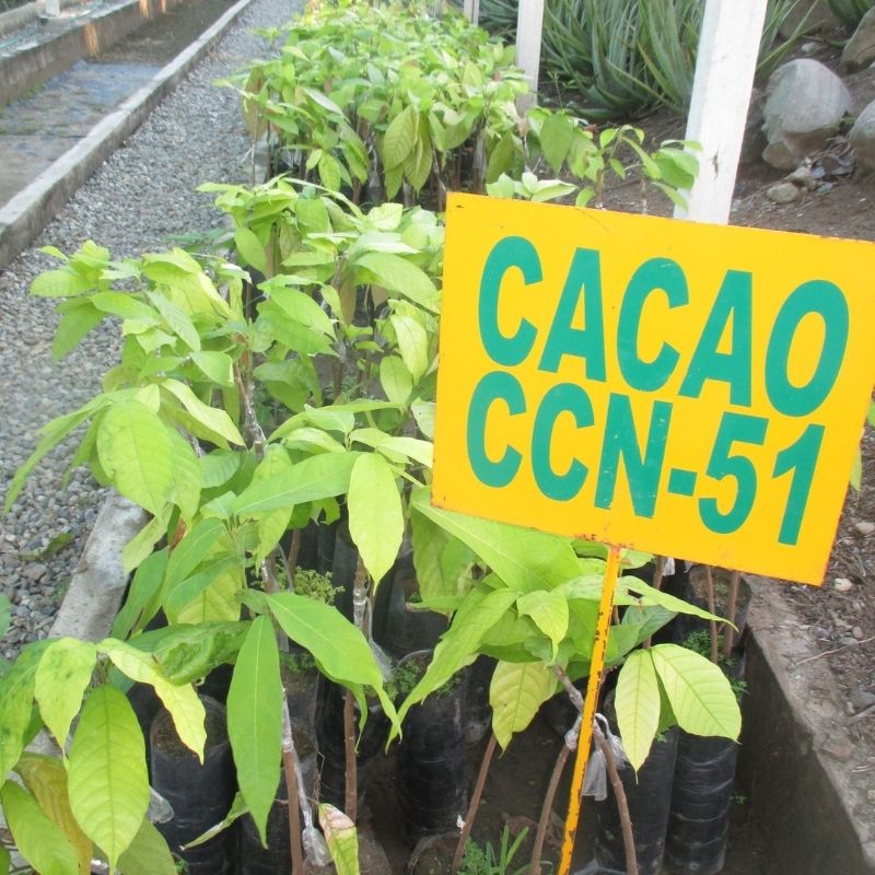 Plantones de cacao. Cortesía de: Semillas Foragri.