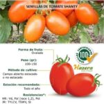 Semillas de tomate Shanty