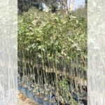 Vivero forestal el encanto agroshow LISTO p1 planta de fresno