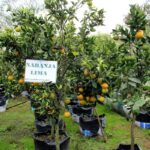 árbol de naranja multiflor viver ecuador