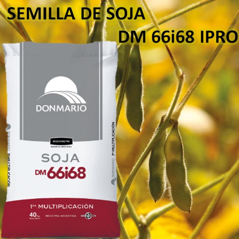semilla de soja DM 66i68 IPRO