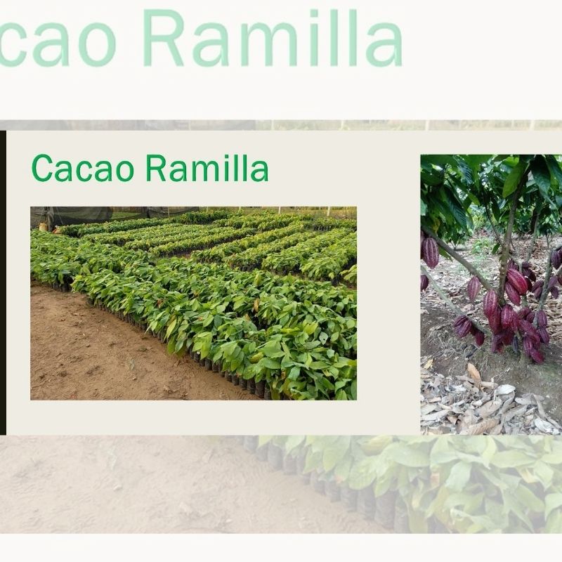vivero agricola sanchez agroshow listo p1 plantas de cacao