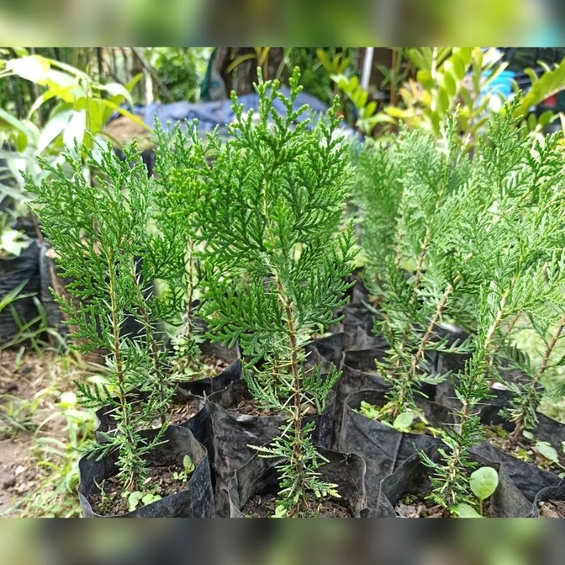 vivero reforesta panamá plantas de pino thuja