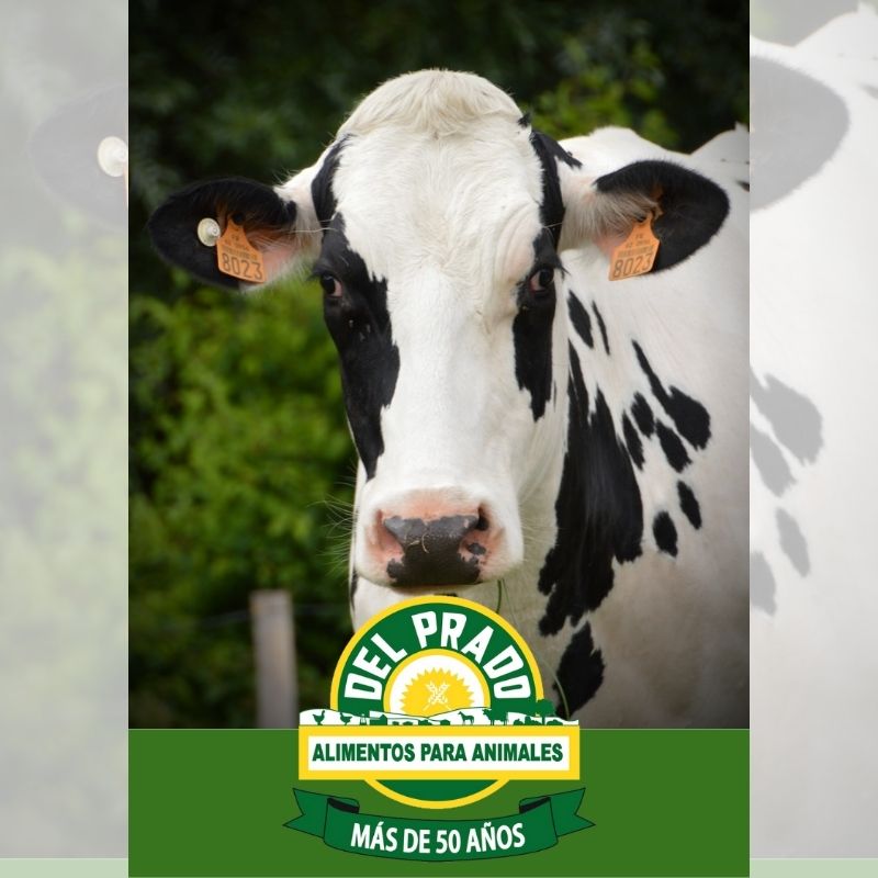 Alimentos del Prado agroshow LISTO p1 alimento balanaceado para vaca lechera