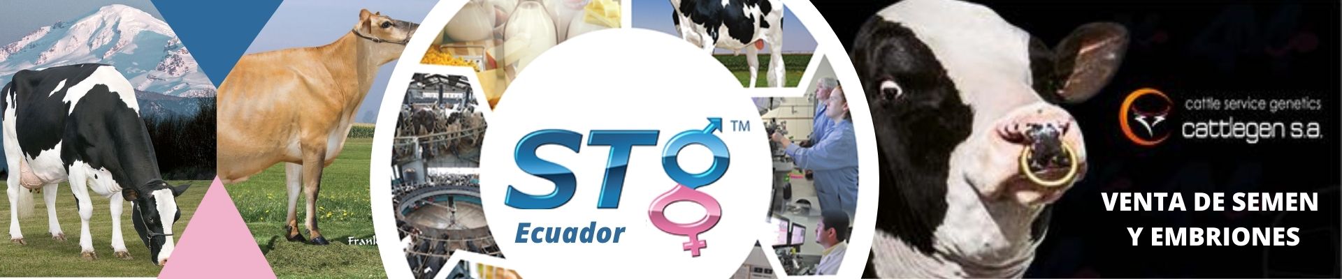 STgenetics Ecuador Cattlegen