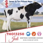 Semen de Toro Holstein Negro