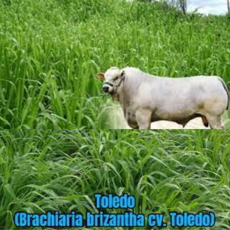 Semillas de pasto Toledo