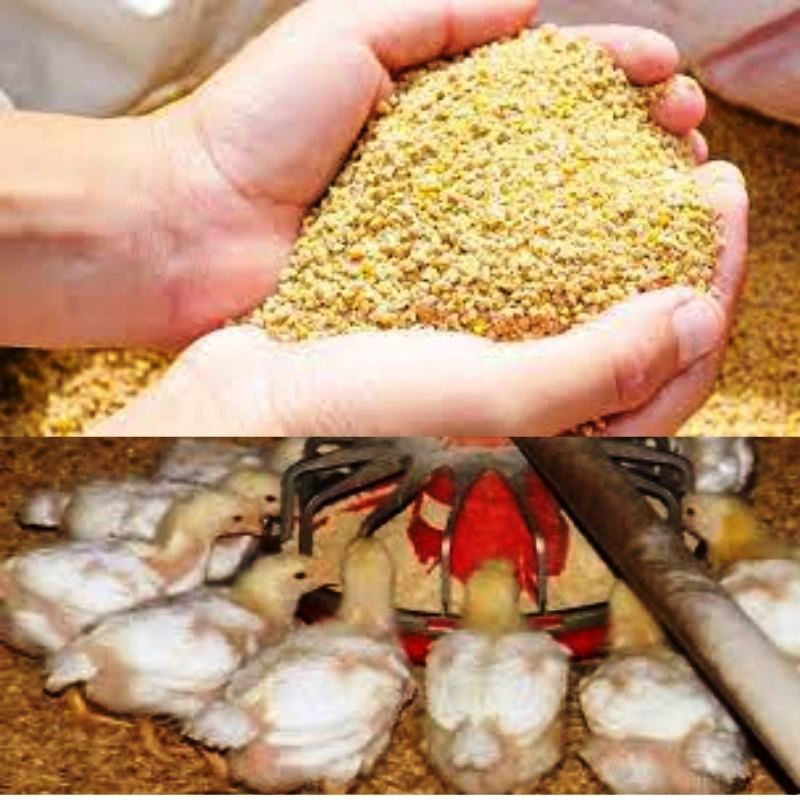 Alimento para Pollos de Engorde