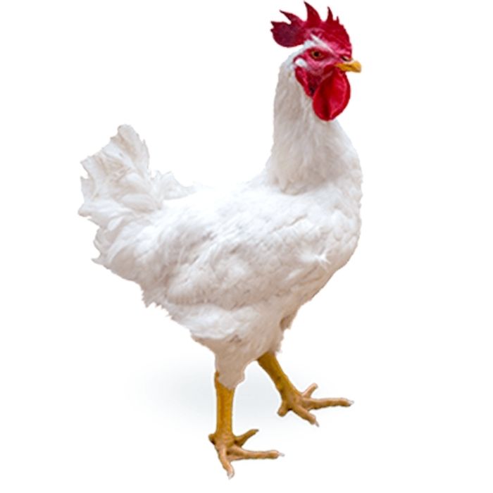Avicola pozos agroshow logo p2 Macho reproductor pollos de engorde