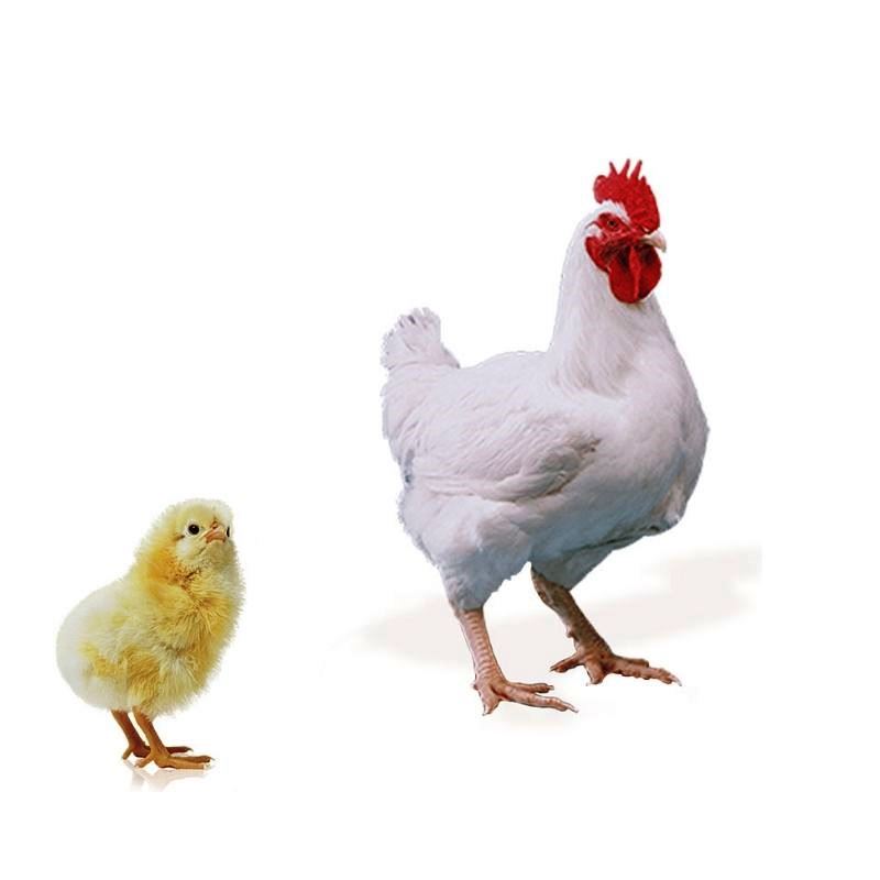 Pollos para Engorde Intensivo