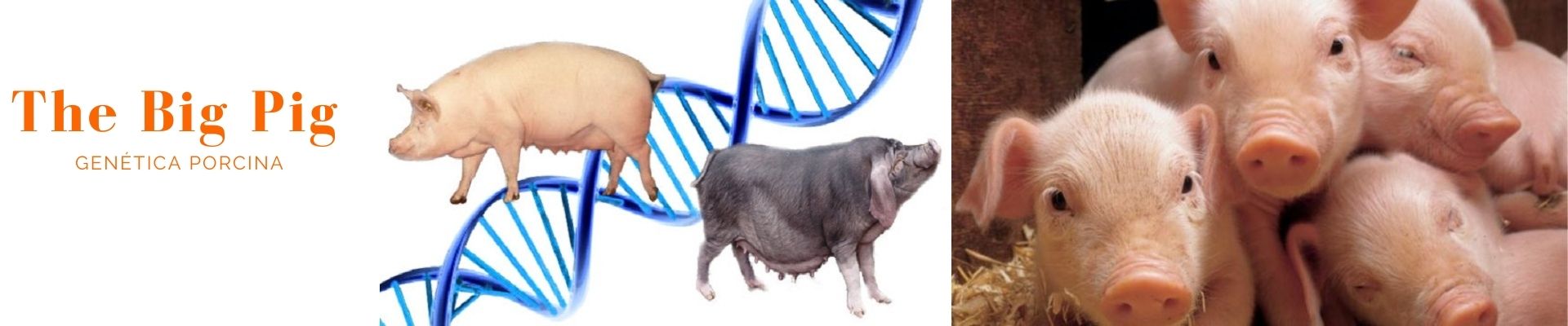 venta genética porcina