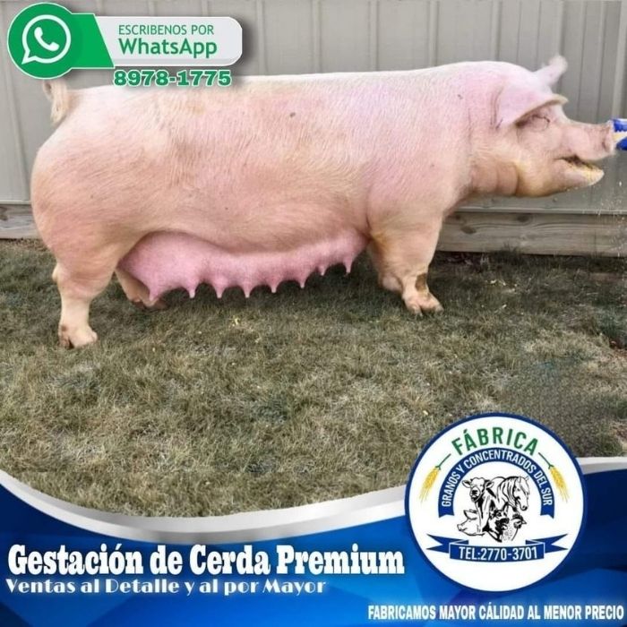 Gestación-Cerda-Premium-agroshow