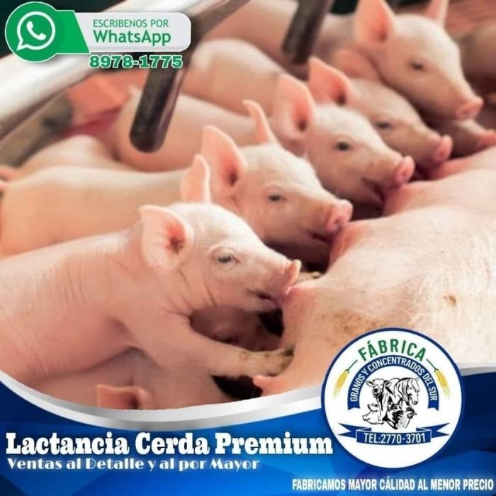 Lactancia-Cerda-Premium-agroshow