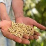 Agricoa facil agroshow listo p1 semillas de cafe