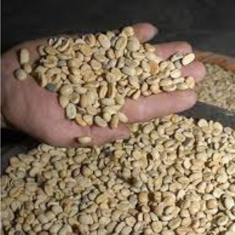 Negocios El tropico agroshow listo p1 semillas de cafe