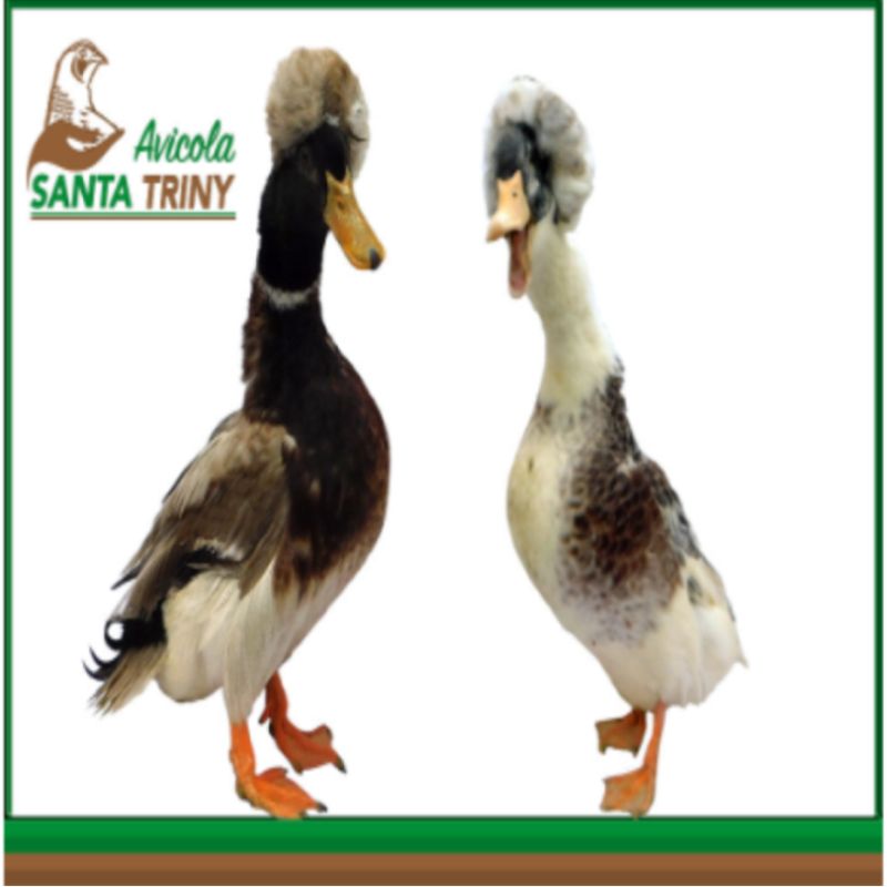 Patos Santa Triny