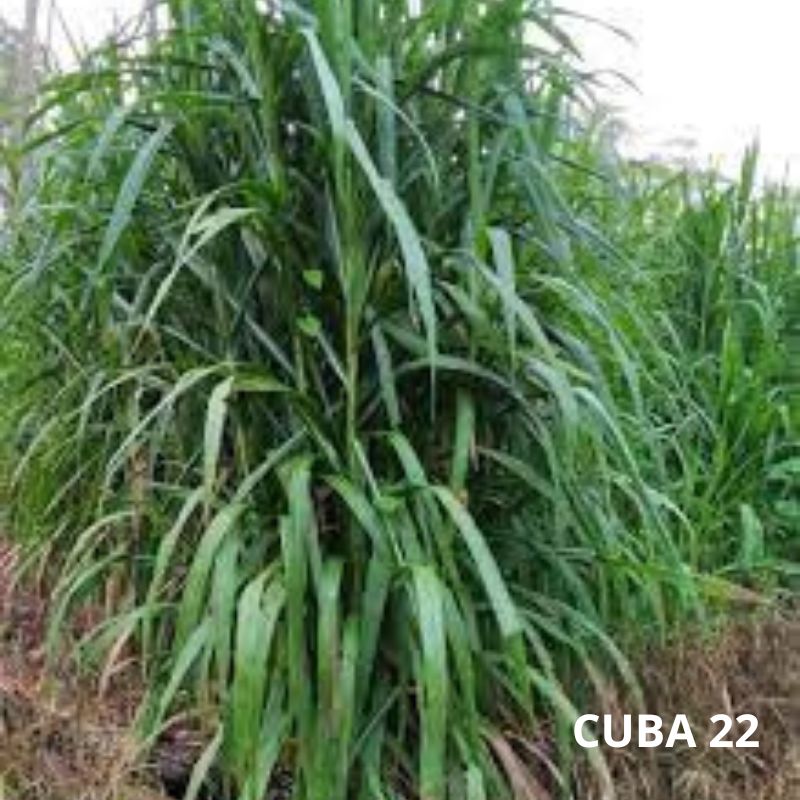 Semillas de Pasto Cuba 22