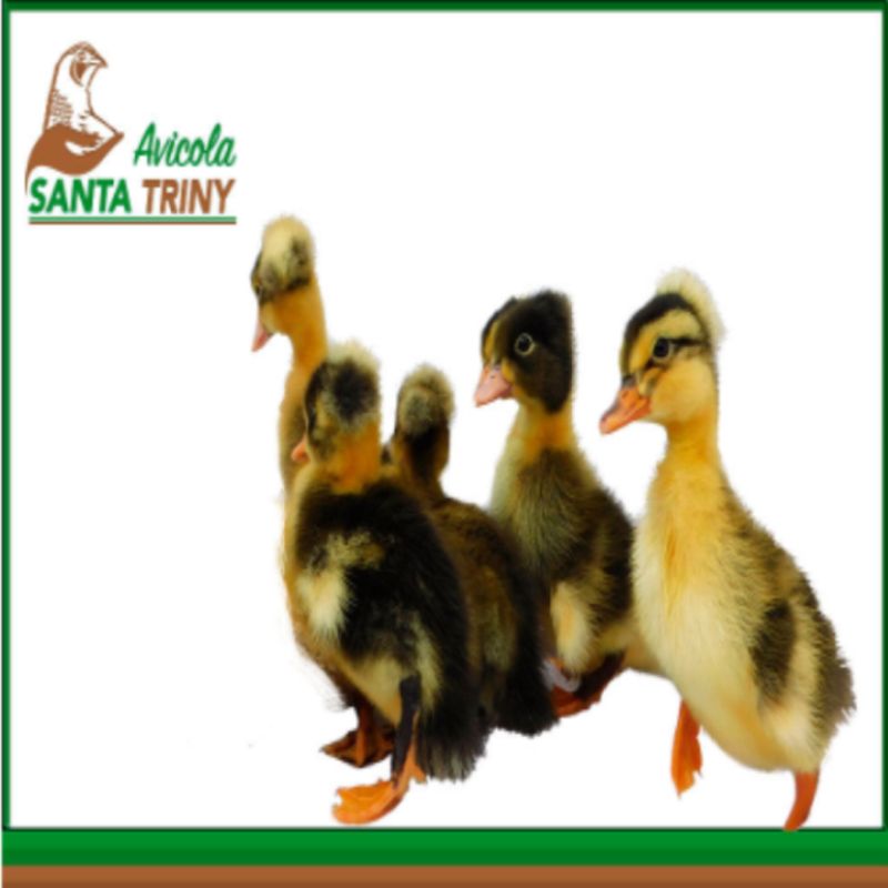 Patos Santa Triny