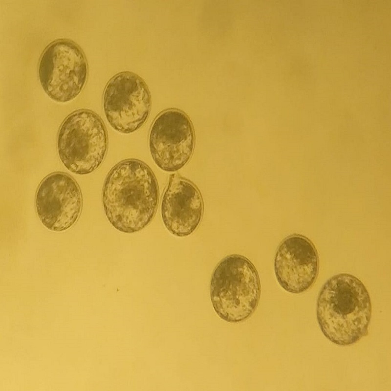 Embriones congelados Brahman Rojo-San Rafael Tuxtlas