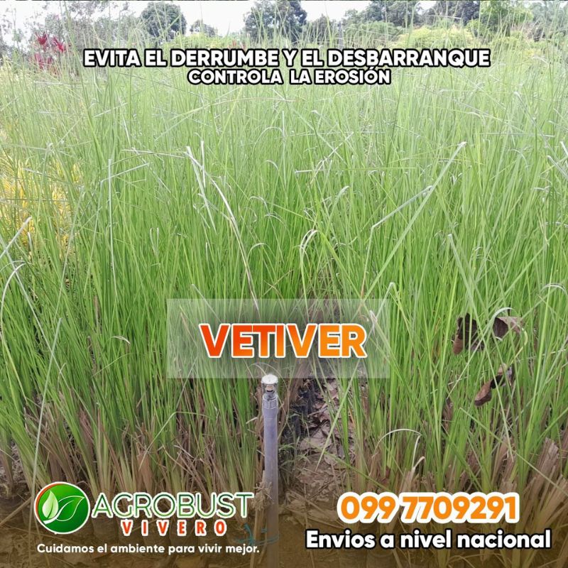 Plantas de Vetiver- Vivero Agrobust