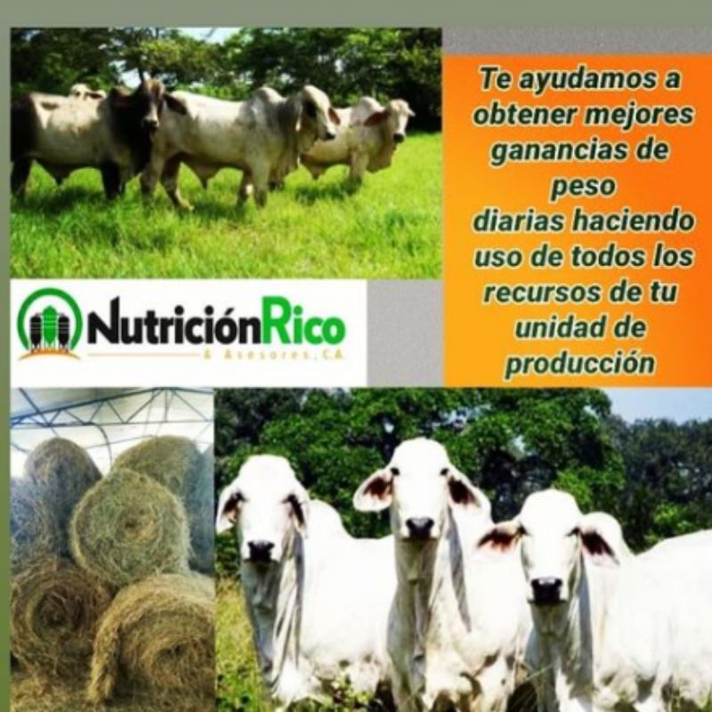Asesoría en Finca ganadera - Nutrición Rico