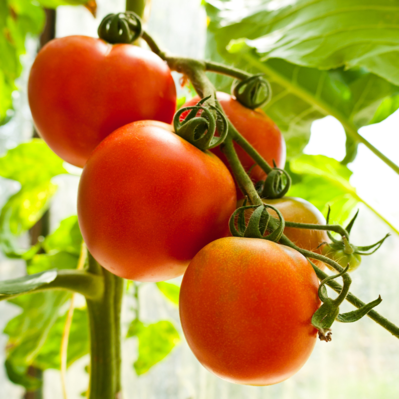 Semillas de tomate, Aqua Seeds